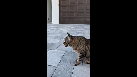 Taking to a bird