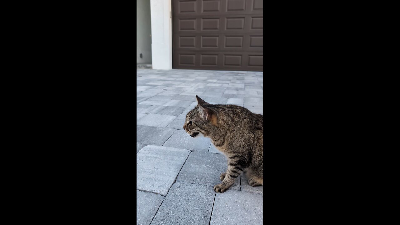 Taking to a bird