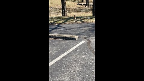 White squirrel