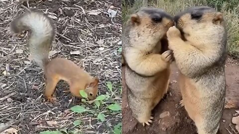 Cute and funny animals that will melt your heart