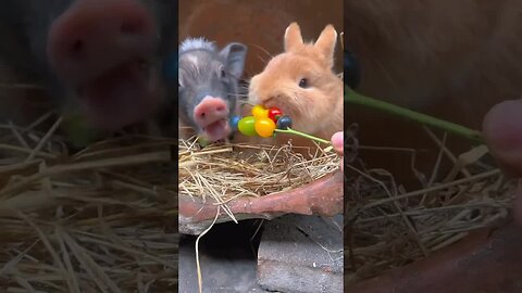 Little pig and little rabbit eat candied haws together. Cute pets. Rabbit. Pastoral cute pets.