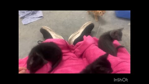 Socializing with kittens