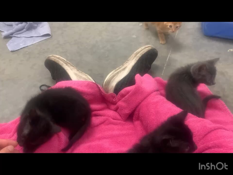 Socializing with kittens