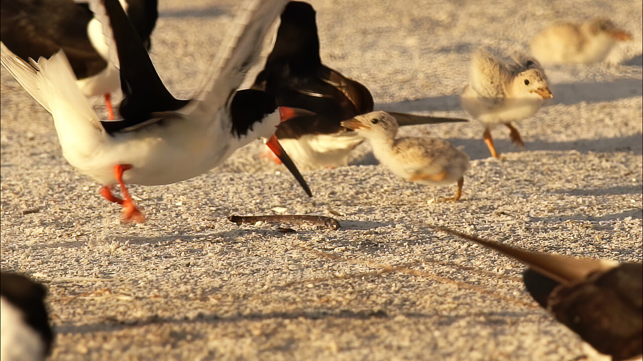 Black Skimmer Showdown: Fierce Parent Defends Baby from Rival Attack!