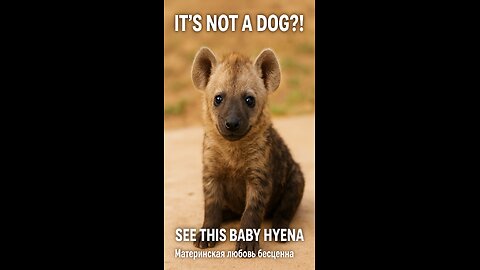 👉 Isn't that a dog?! Look at this hyena pup raised like an angel 🐾✨