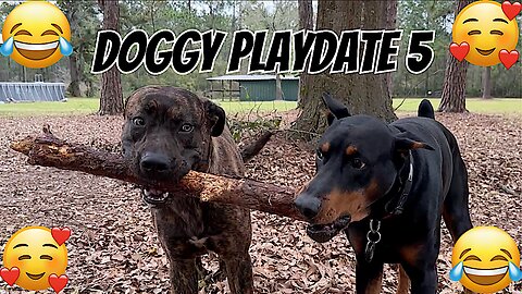 Doggy Playdate 5: Revenge of the Stick