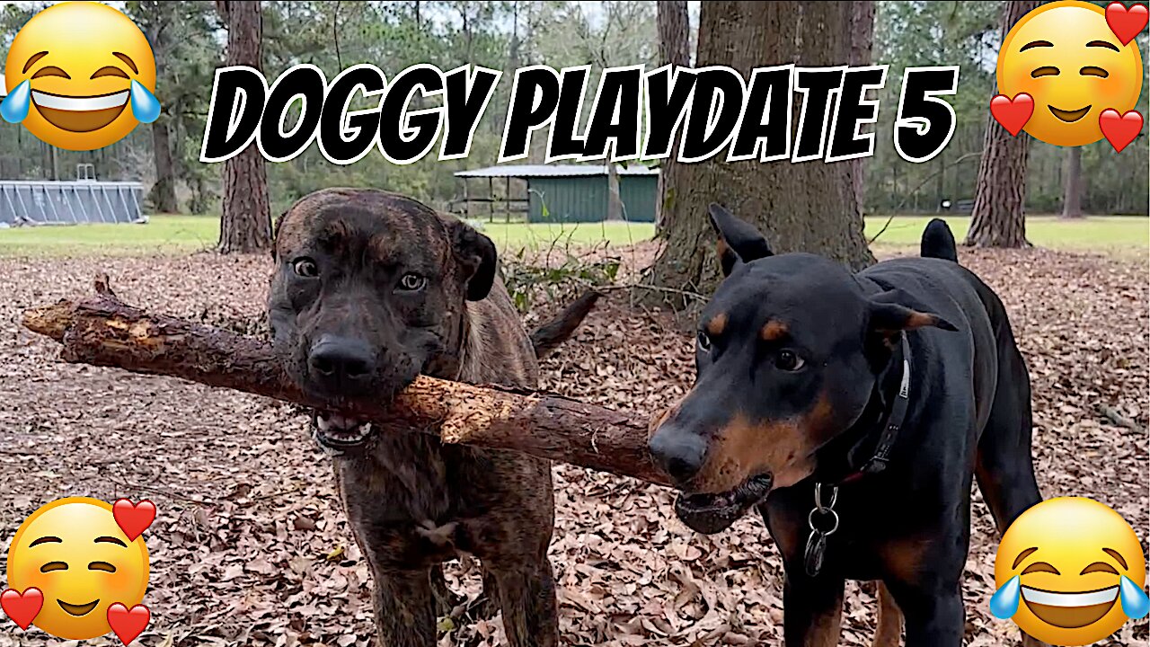 Doggy Playdate 5: Revenge of the Stick
