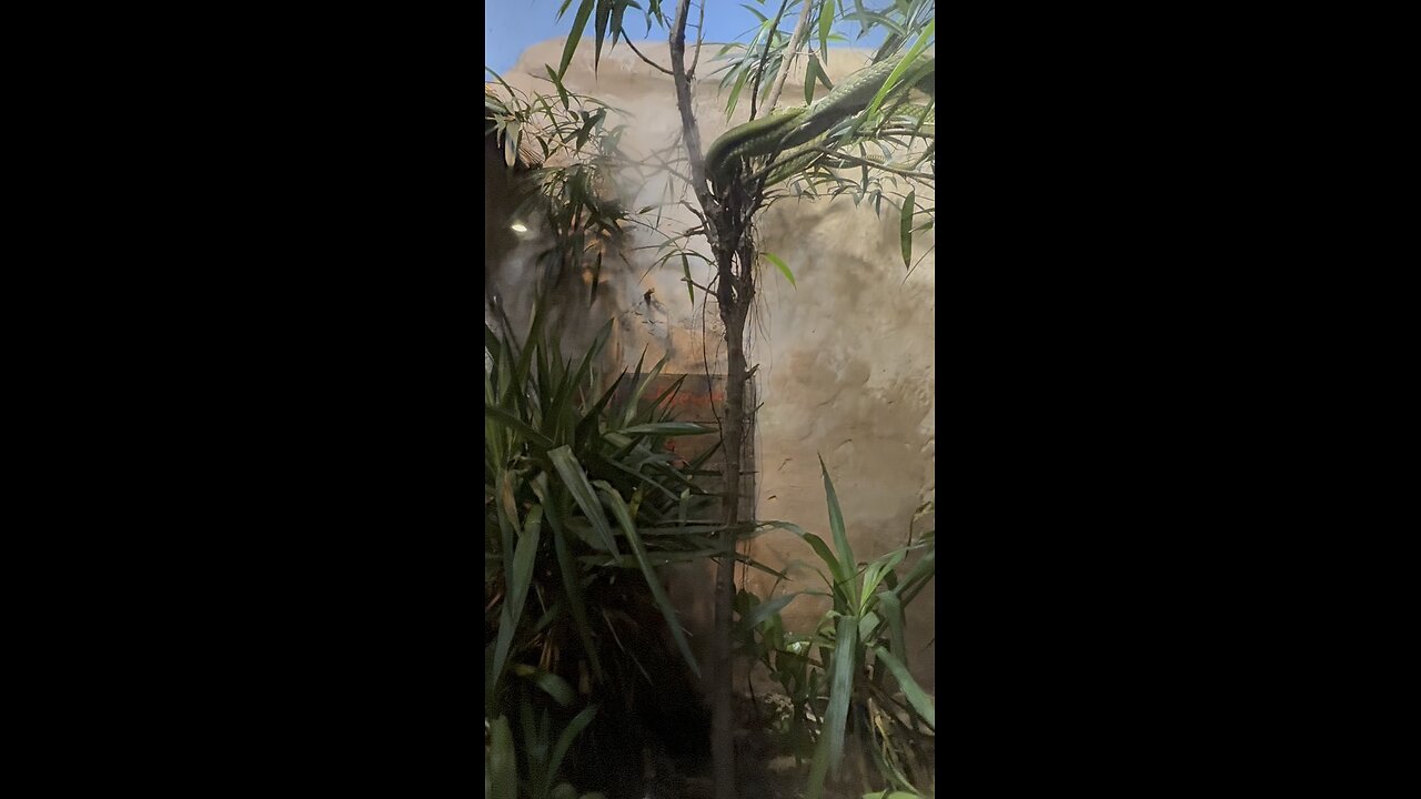 The Extremely Dangerous Jade Green Tree Mamba