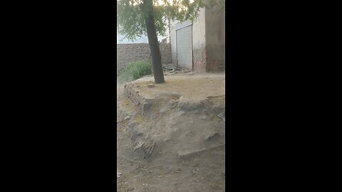 tree cutting video