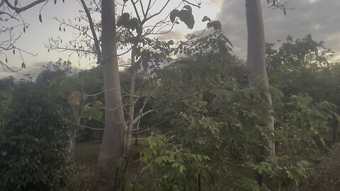 Silk cotton tree