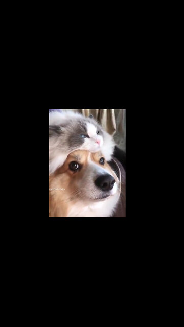 This Dog has His Thinking Cat On