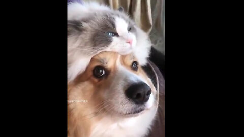 This Dog has His Thinking Cat On