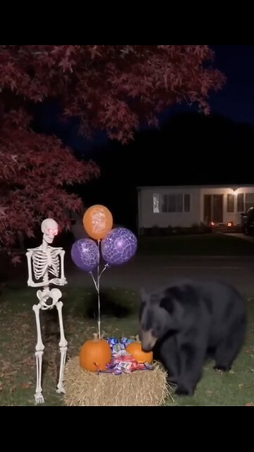 Bear 🐻 got Halloween Surprise