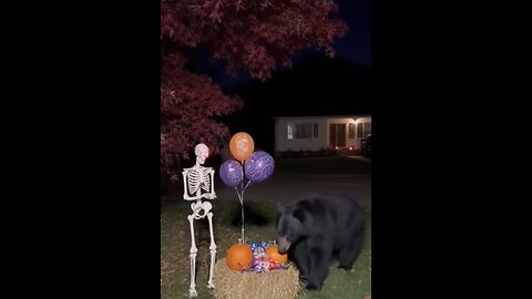 Bear 🐻 got Halloween Surprise
