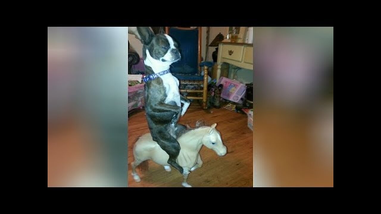 There will be TEARS FROM LAUGHING! - So super FUNNY VIDEOS