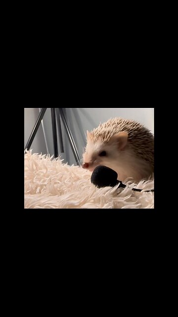 The sound of enjoyment😋