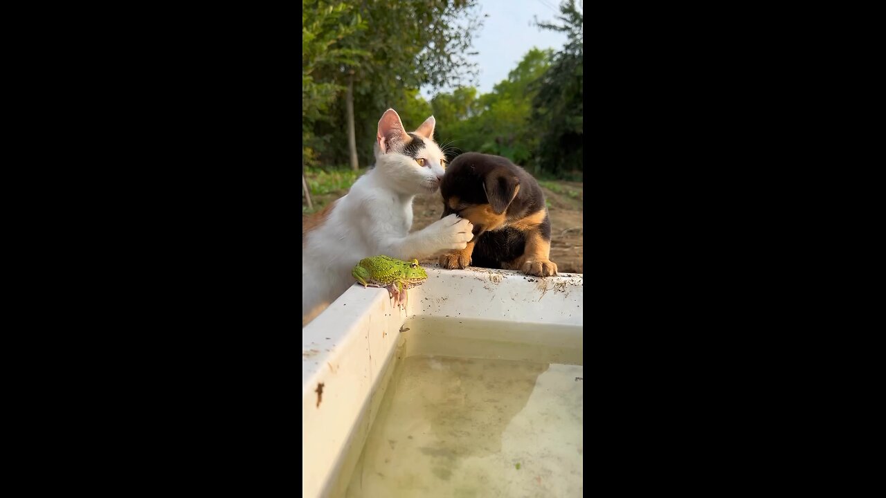 The Playful Cat