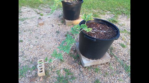 2nd Black Diamond Watermelon Fertilizing In Containers 6/3/25