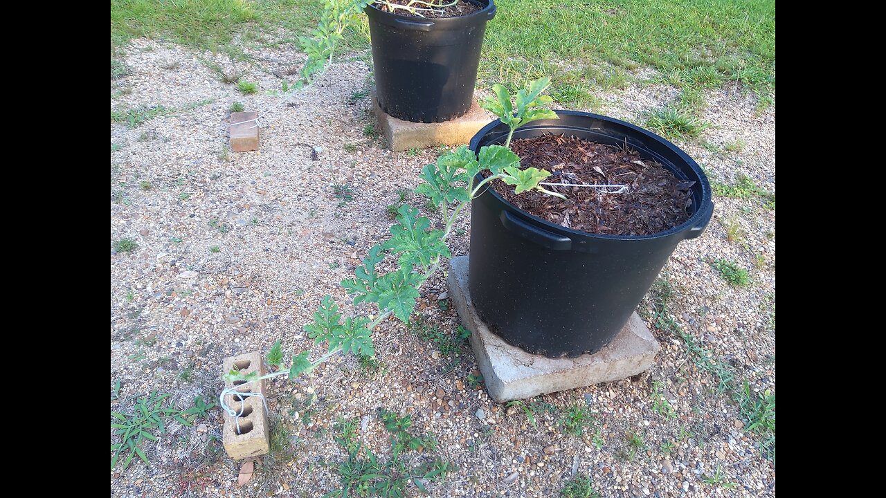 2nd Black Diamond Watermelon Fertilizing In Containers 6/3/25