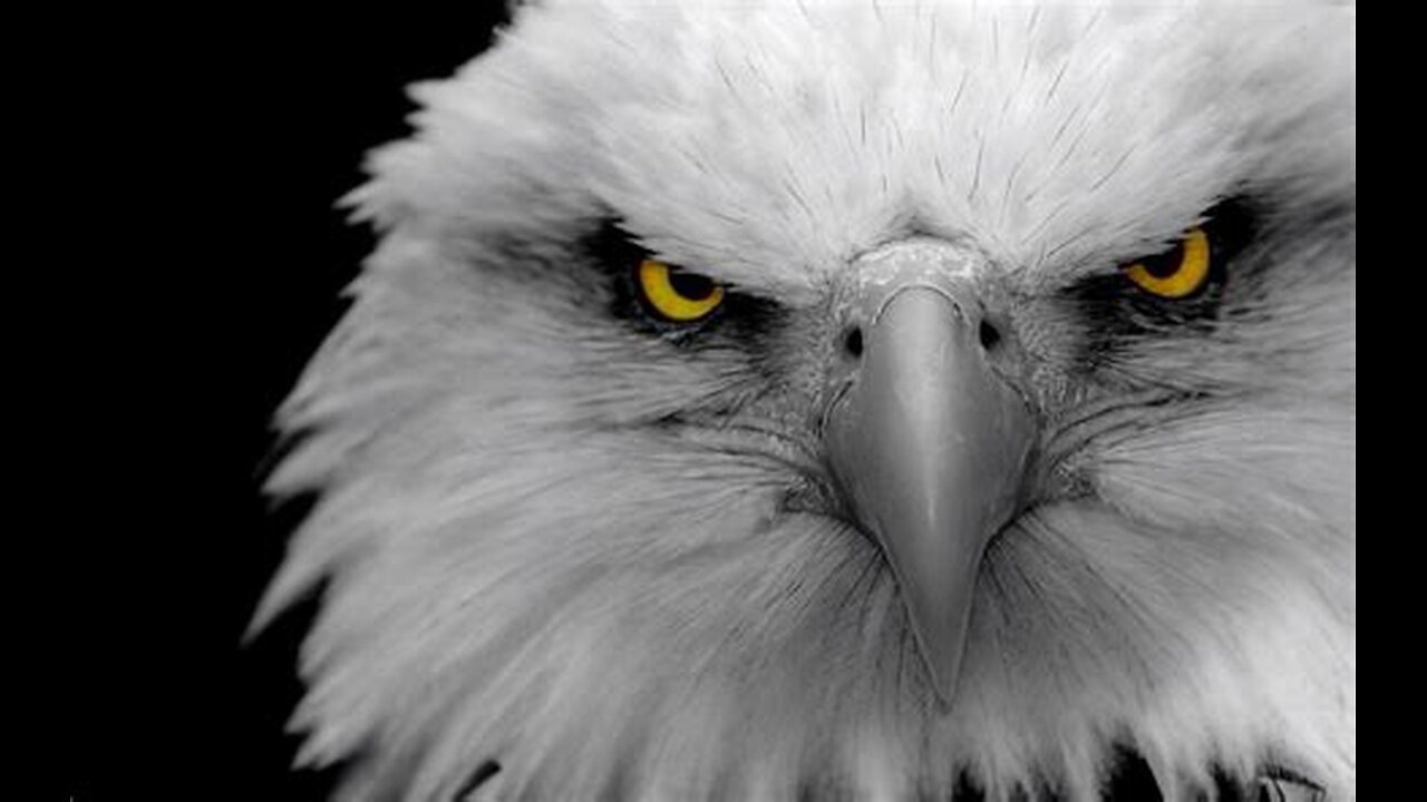 “Eagle Eye – The Silent War”