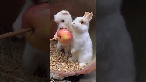 Dog and bunny chew apples together. Cute little pets in the countryside. Golden Sun Original
