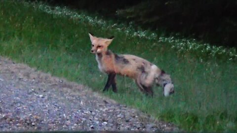 Red Fox