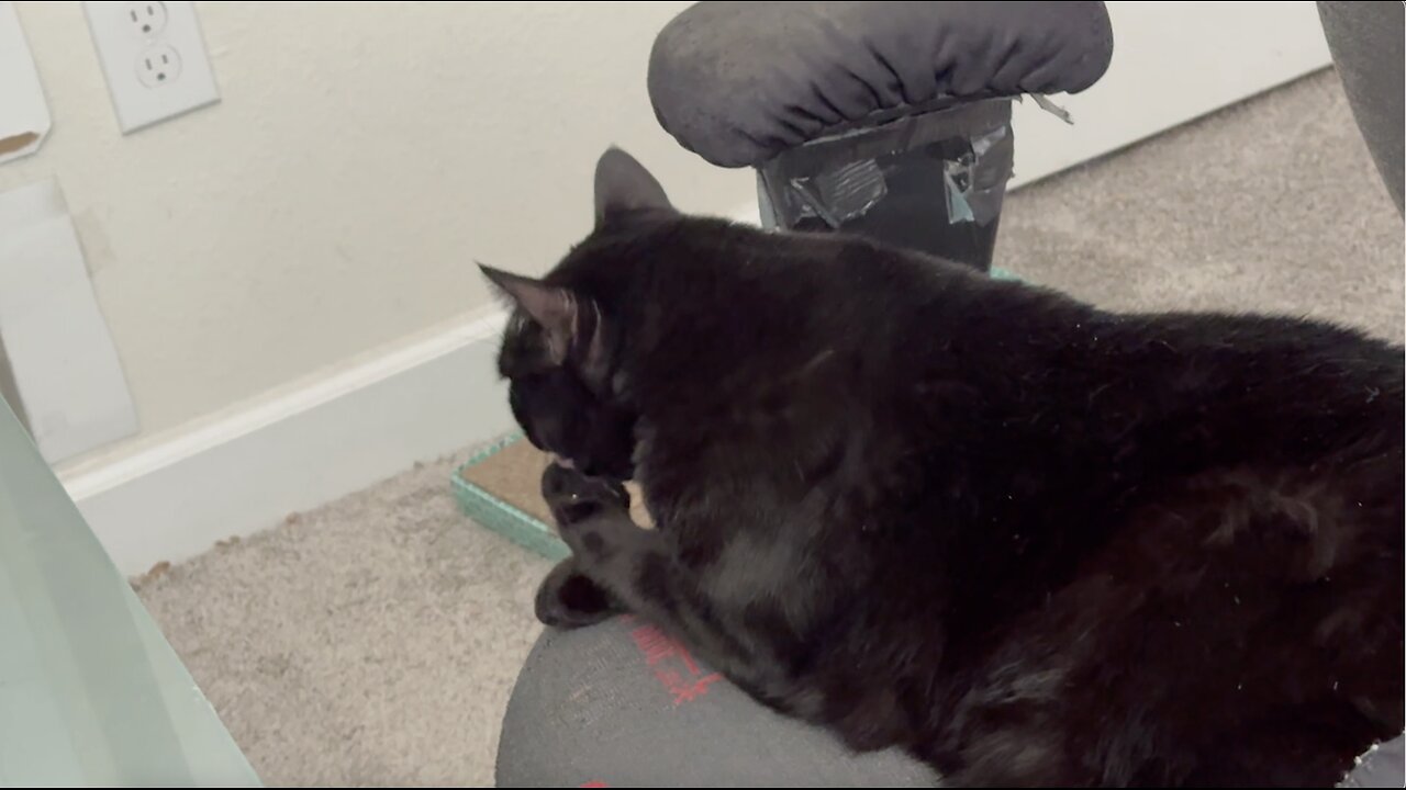 Precious Piper Does Her Nails When She Has Extra Time in the Office - M-y Adopted Shelter Cat Vlog