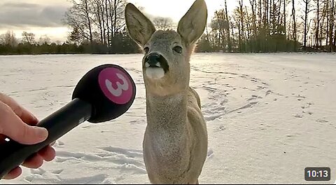 Best Animals News Bloopers Of The Decade 🤪 Funny Animal Videos 2025