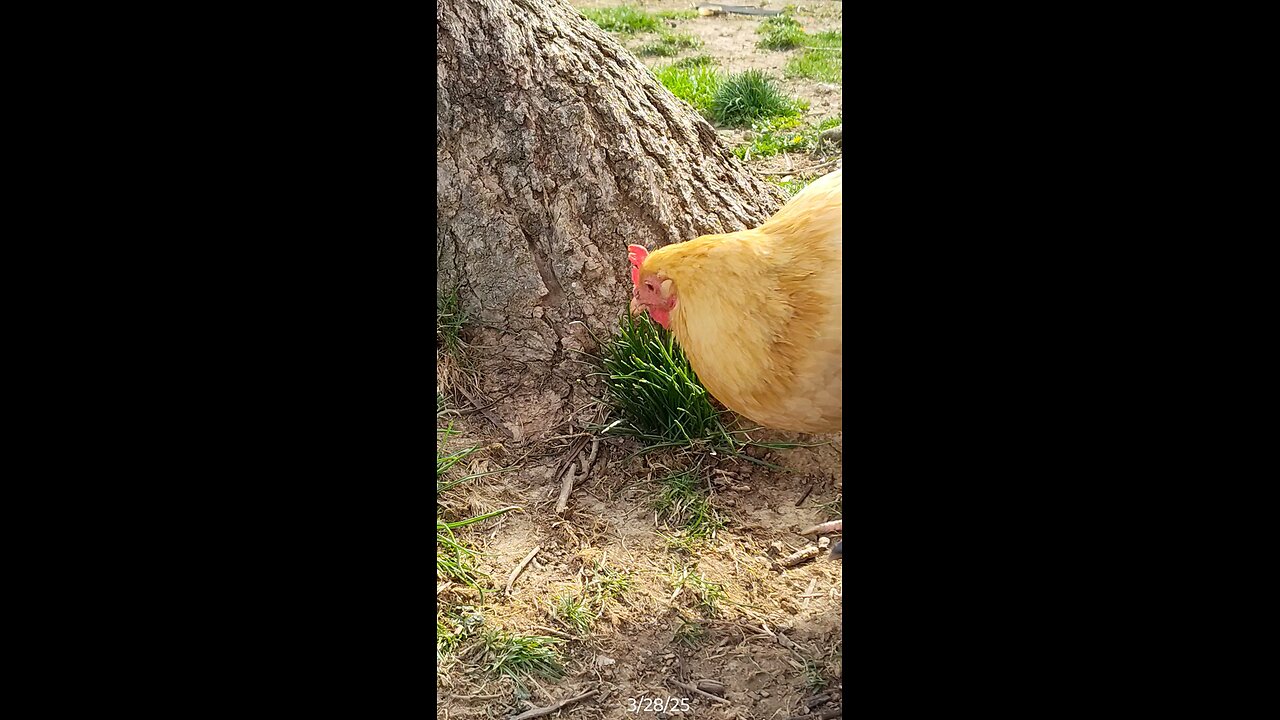 Queen Bob pecking away at some grass!