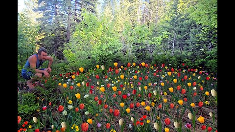 2000 Bulbs, Unlimited Flower Bouquets, Come Back Every Year
