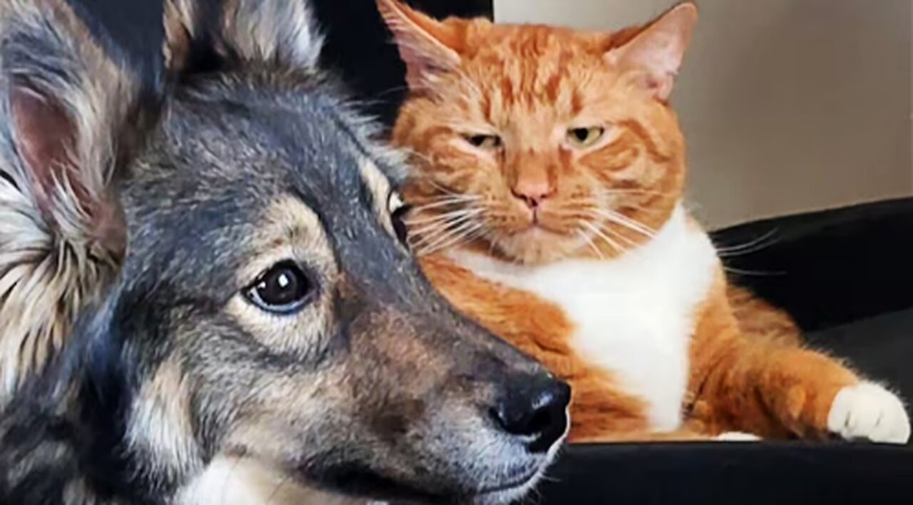 FUNNIEST Pets of 2024! 🤣 TOP Videos of the YEAR
