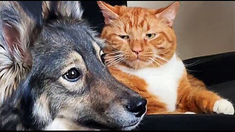 FUNNIEST Pets of 2024! 🤣 TOP Videos of the YEAR