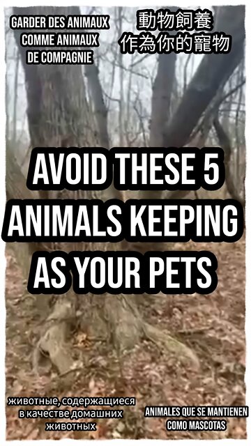 Avoid these five animals as pets due to their wild nature and unique needs. #PetSafety