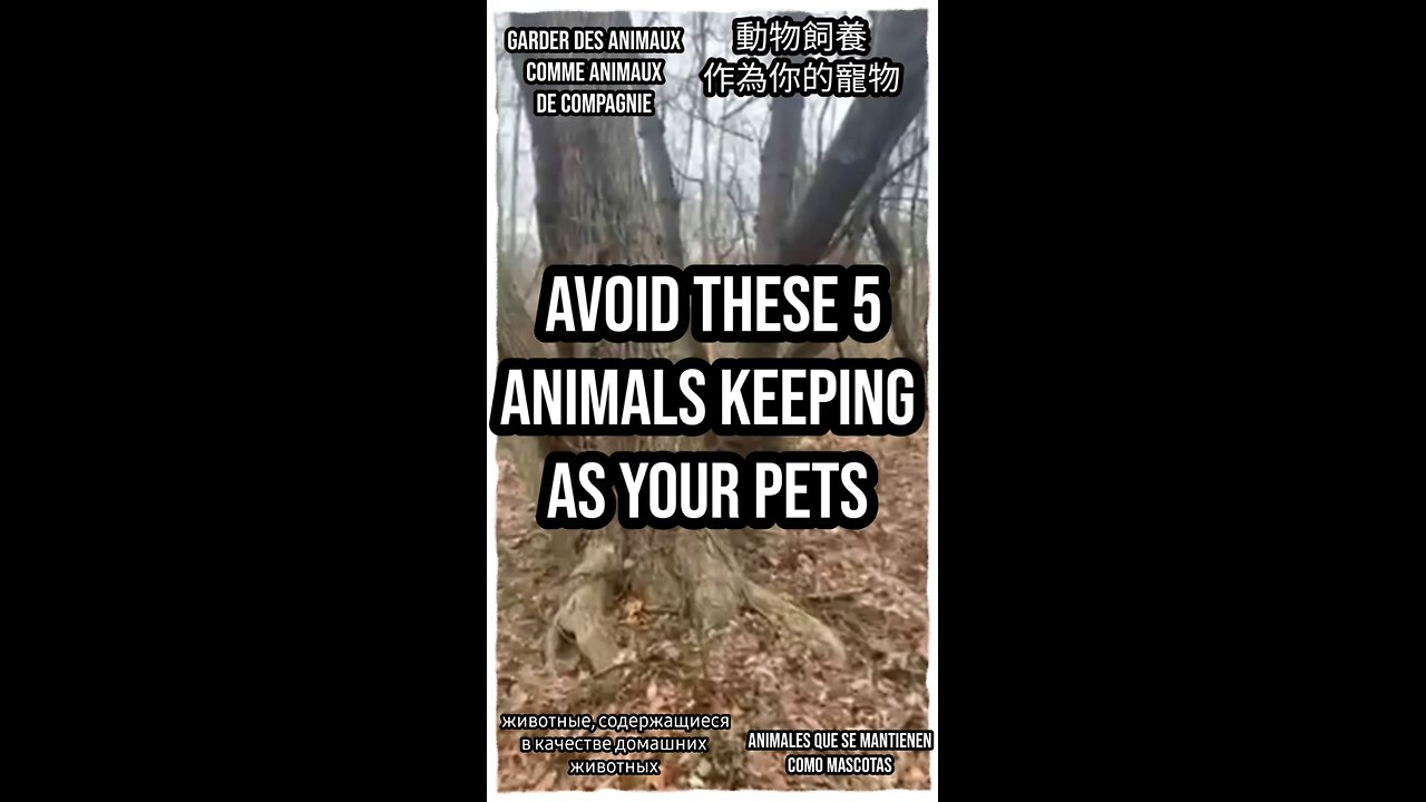 Avoid these five animals as pets due to their wild nature and unique needs. #PetSafety