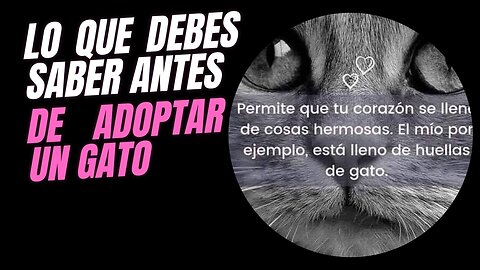 ¡ADOPTA UN GATO! 🐾 Lo que NADIE te dice 🤫 (Guía Completa para Futuros Dueños)