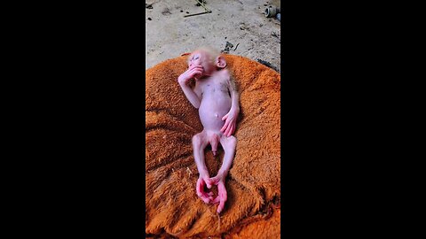 babymonkey