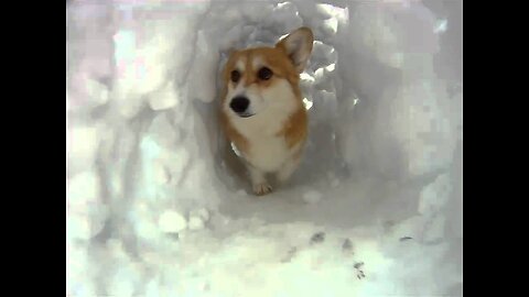 Corgi Snow Tunnel