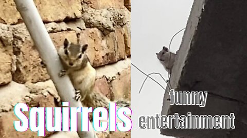 Squirrels funny entertainment