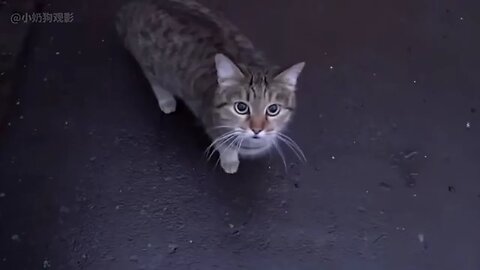 funny videos you ever seen 👍😎