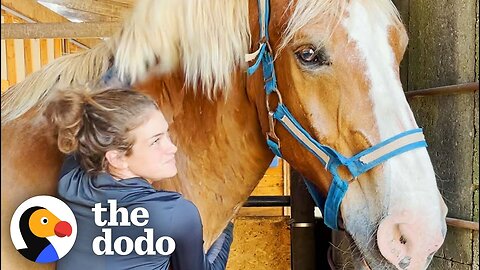 Horse's Hooves Were Basically Flippers Until They Got Trimmed | The Dodo