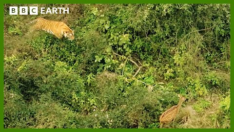 Mother Tiger Hunts to Feed Cubs | Asia | BBC Earth