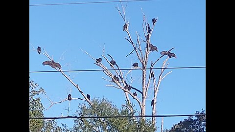 Turkey Vultures Roosting On This Cool Morning 10/22/25