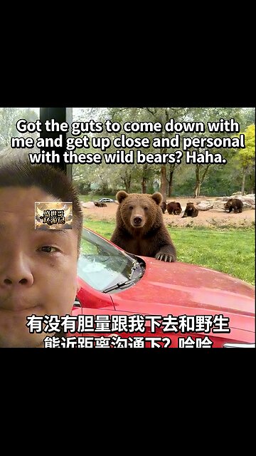 Got the guts to come down with me and get up close and personal with these wild bears?