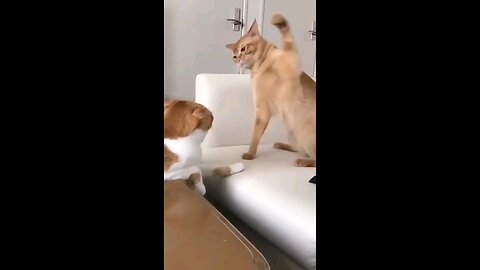 Cats fighting like humans😨🥲... watch till end.. 😹🤣