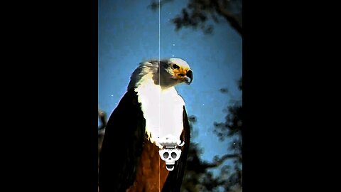 "Sky Ke Rani – Stunning Bird Shots"🥶😎👈