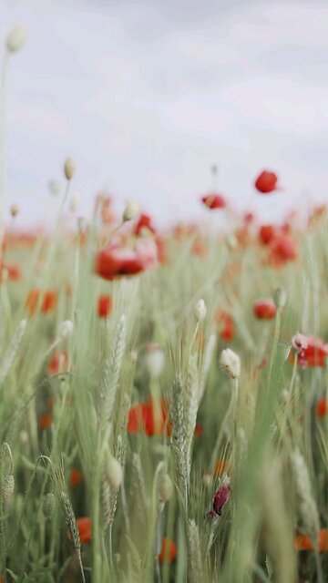 Selective Focus of Red Poppy Flowers While Swaying