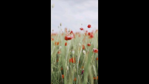 Selective Focus of Red Poppy Flowers While Swaying