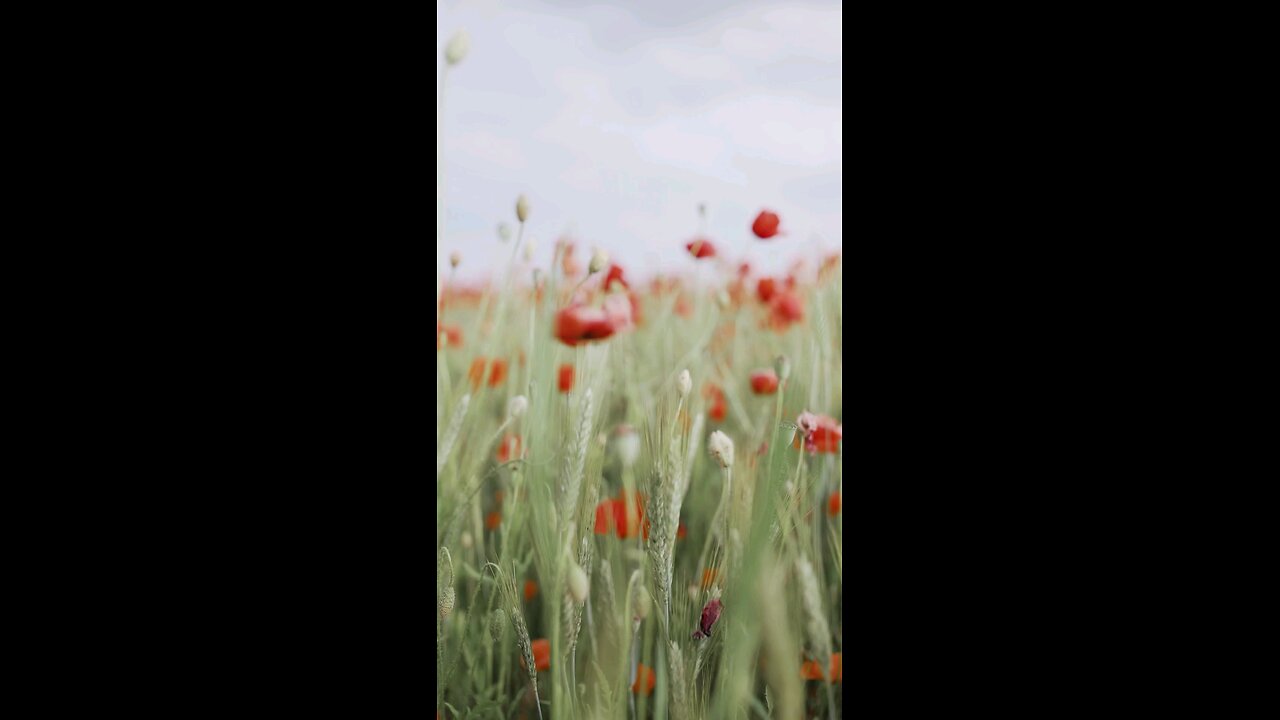 Selective Focus of Red Poppy Flowers While Swaying