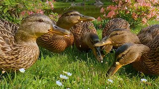 Three More Weeks and the 5 Mallard Duck Ducklings will be Full Grown