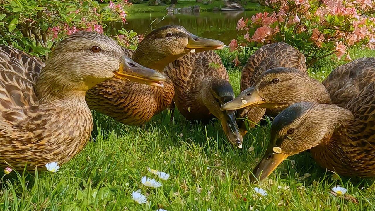 Three More Weeks and the 5 Mallard Duck Ducklings will be Full Grown
